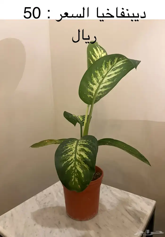 نباتات داخلية ( جدة ) 1