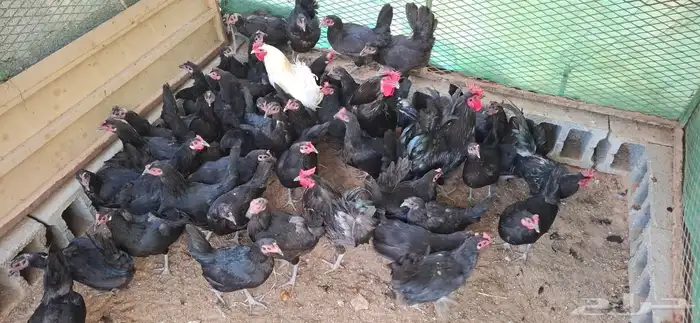 دجاج اسود عرفين 1
