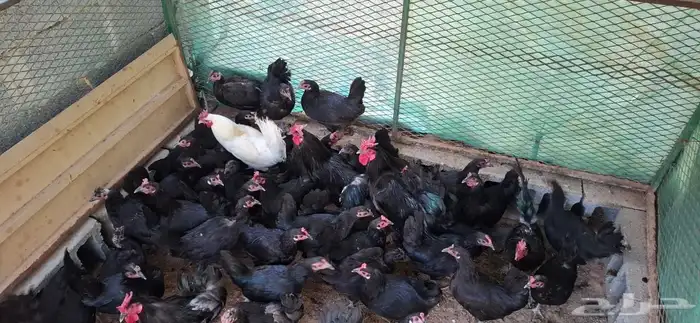 دجاج اسود عرفين 2