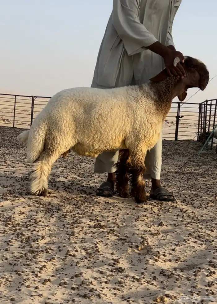جذع وطلي فطمي للبيع مشاريع فحول 0