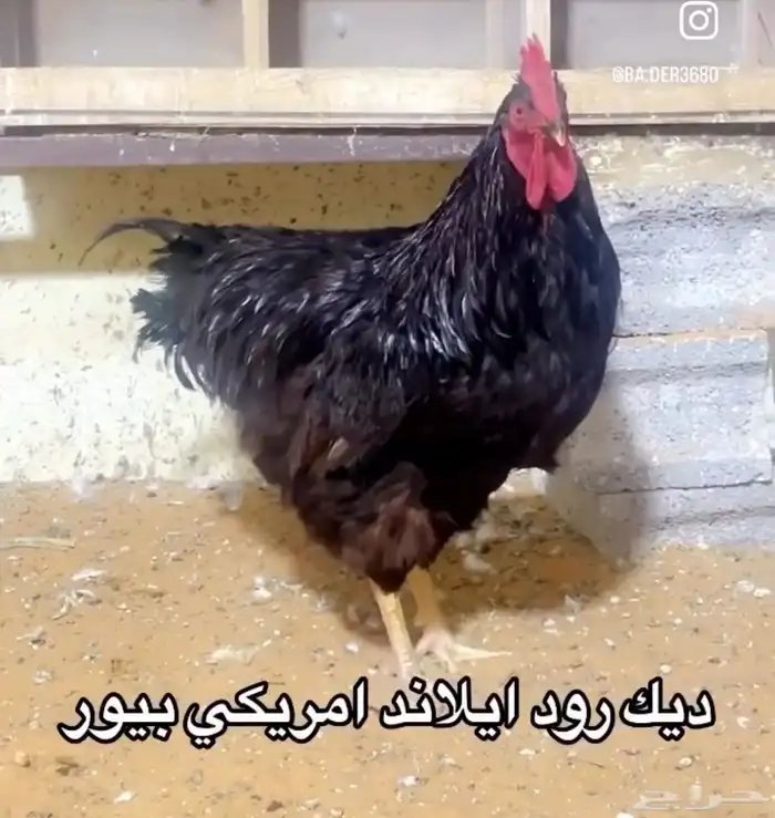 ديك رود أيلاند امريكي بيور 0