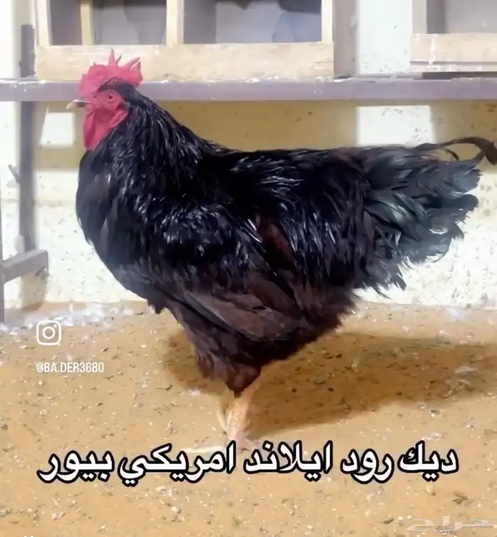 ديك رود أيلاند امريكي بيور 2