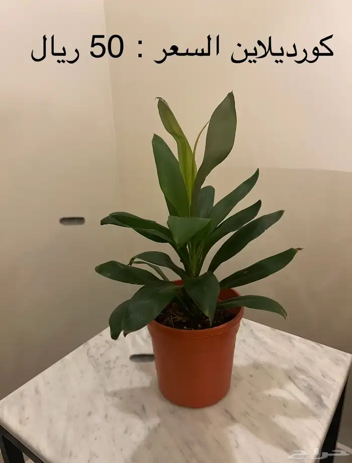 نباتات داخلية ( جدة ) 5