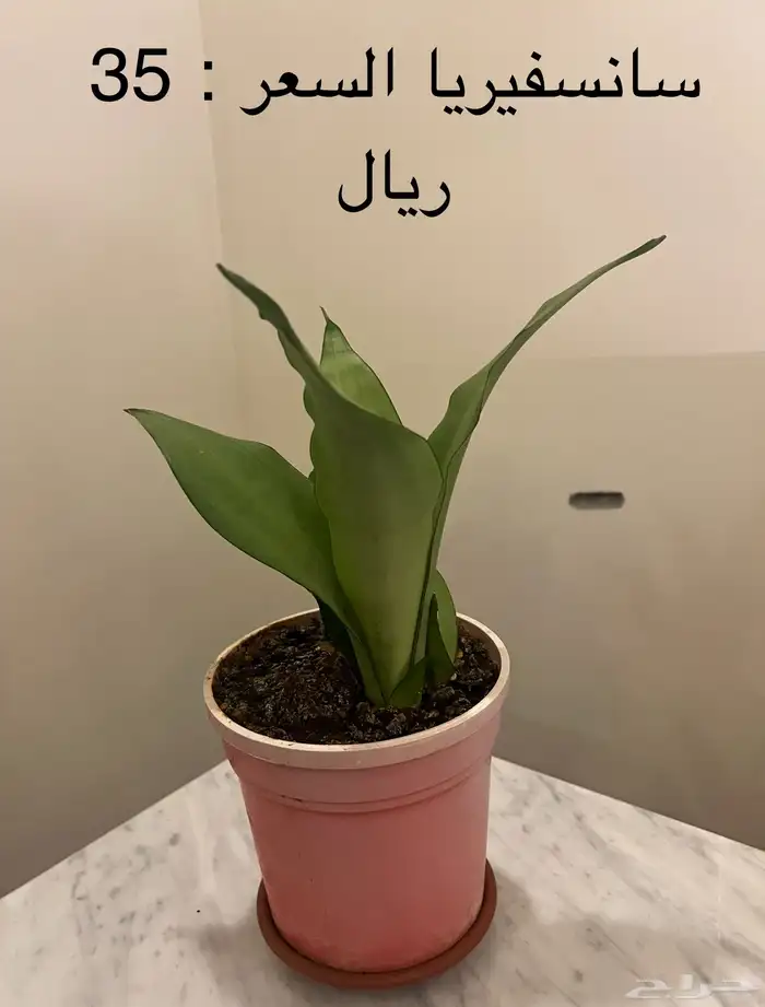 نباتات داخلية ( جدة ) 3