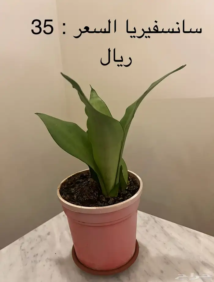 نباتات داخلية ( جدة ) 2