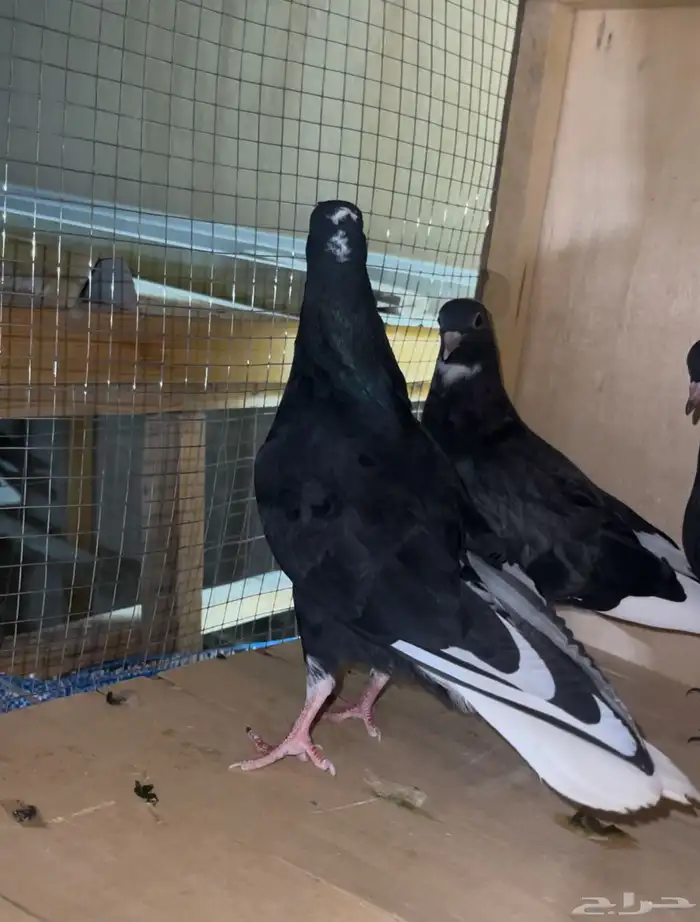 طبات حمام قطايف مميزة 1
