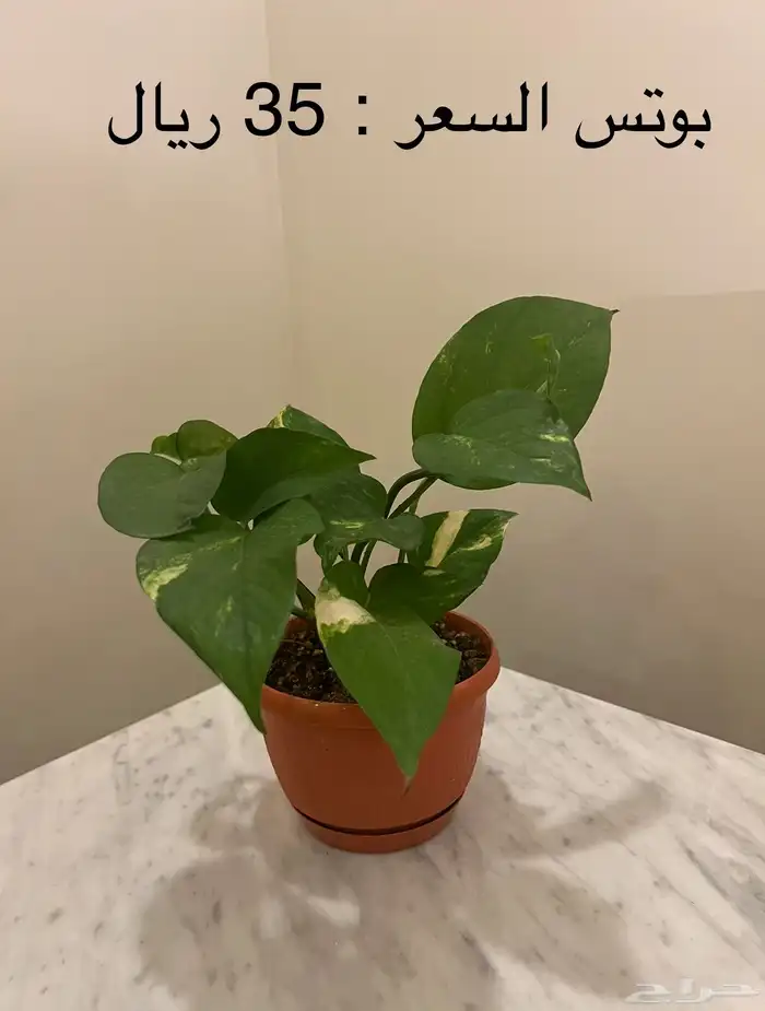 نباتات داخلية ( جدة ) 4