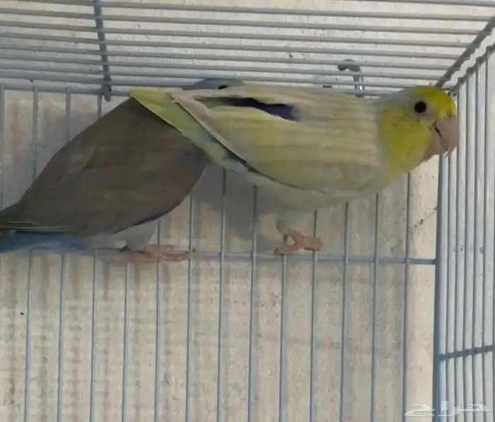 جوز بارتوليت 3