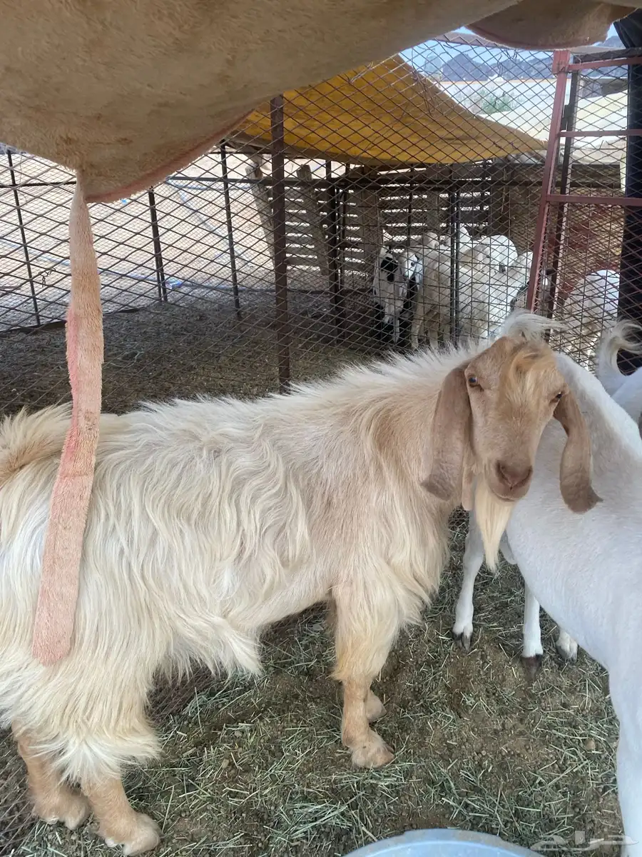 3 تيوس 4