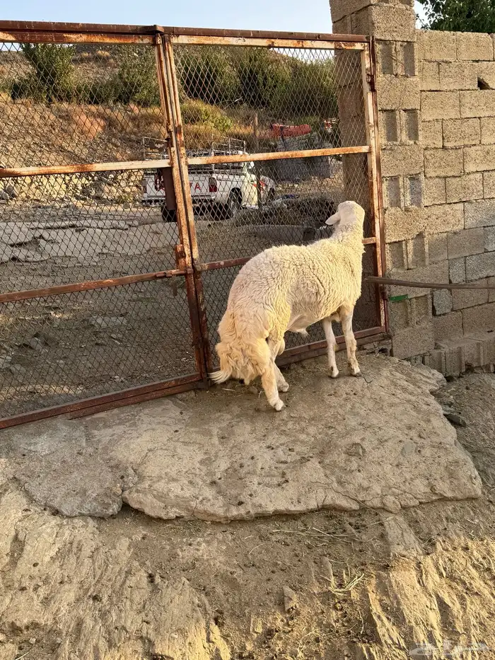 فحل حري كايف ( جذع مشروط ) 2