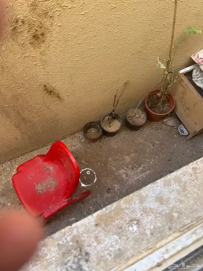 للبيع سمان نص بلدي و نص بري 0