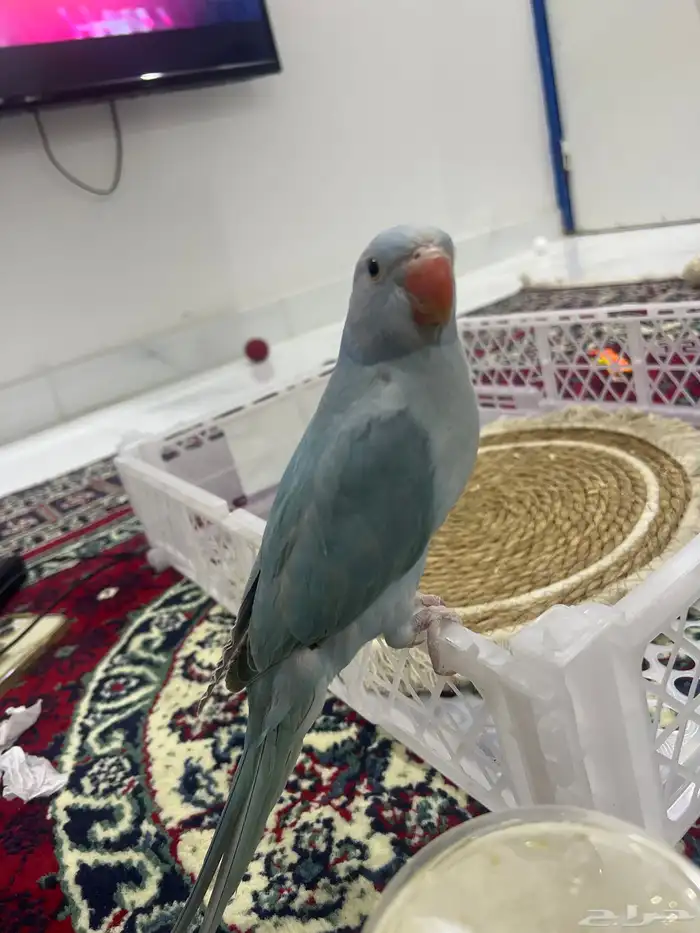 بمناسبه نجاح ابنائنا الطلاب وبدء الاجازه الصيفيه عرض خاص 0