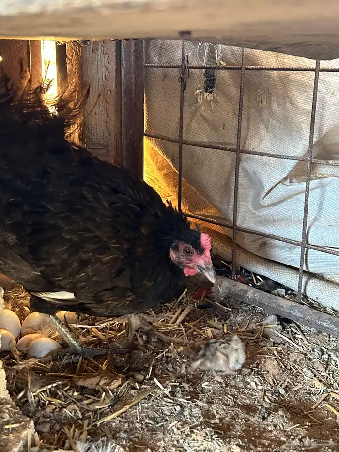 للبيع دجاج رجان على الشرط ومستويات عاليه 0