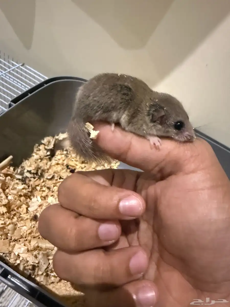 السنجاب القزم 2