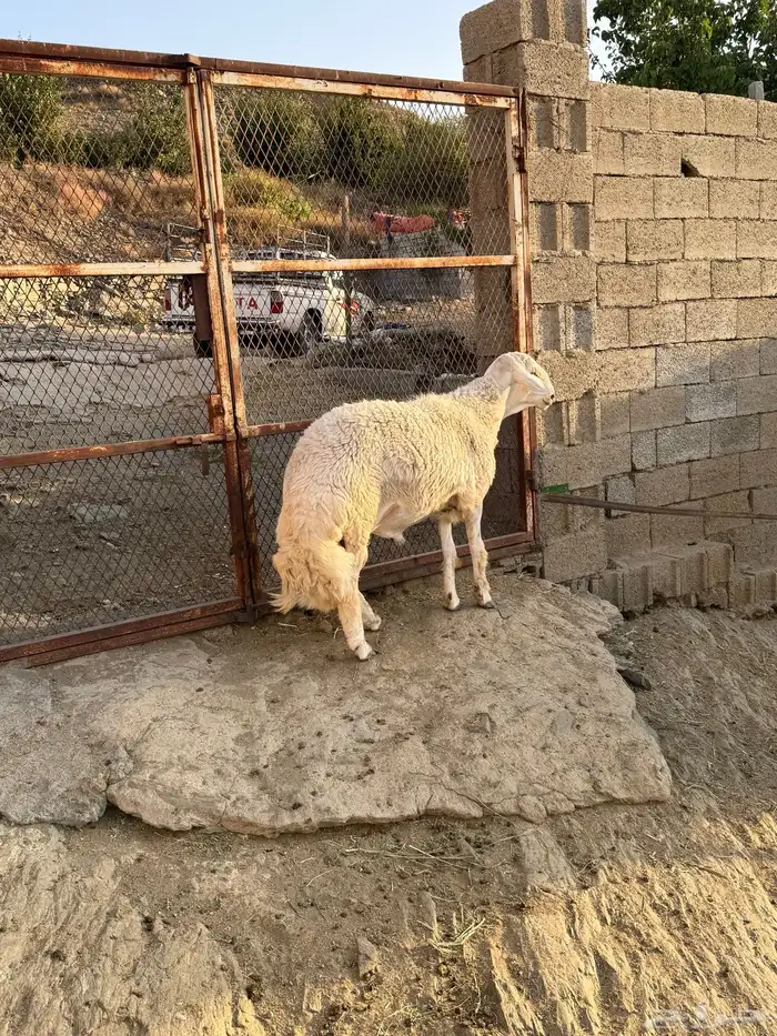 فحل حري كايف ( جذع مشروط ) 4