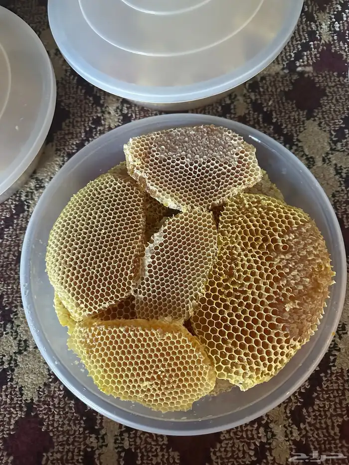 عسل طلحه لهذا العام 1446 12 28 0