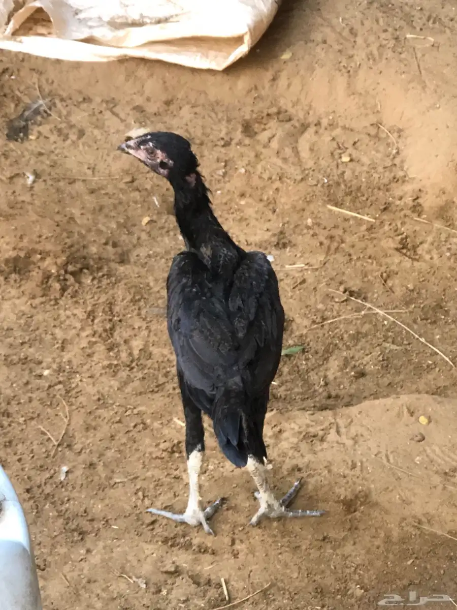 للبيع دجاج سندي 9