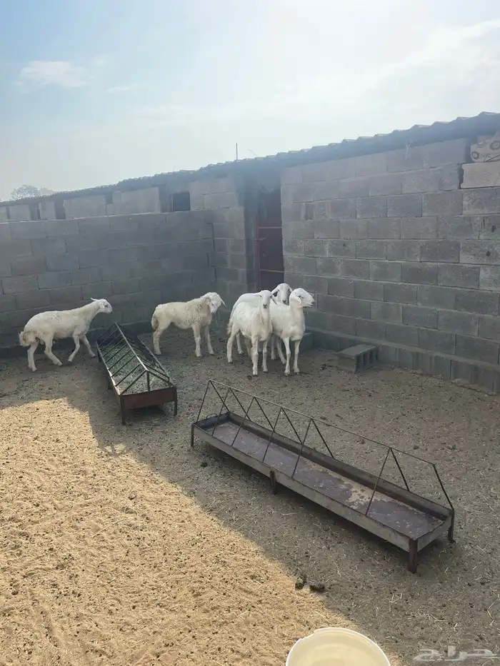 خرفان خروف كفو 2