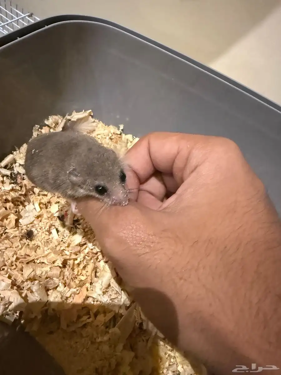 السنجاب القزم 0