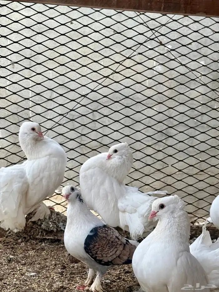 للبيع حمام فاخر الصحه شرط 19