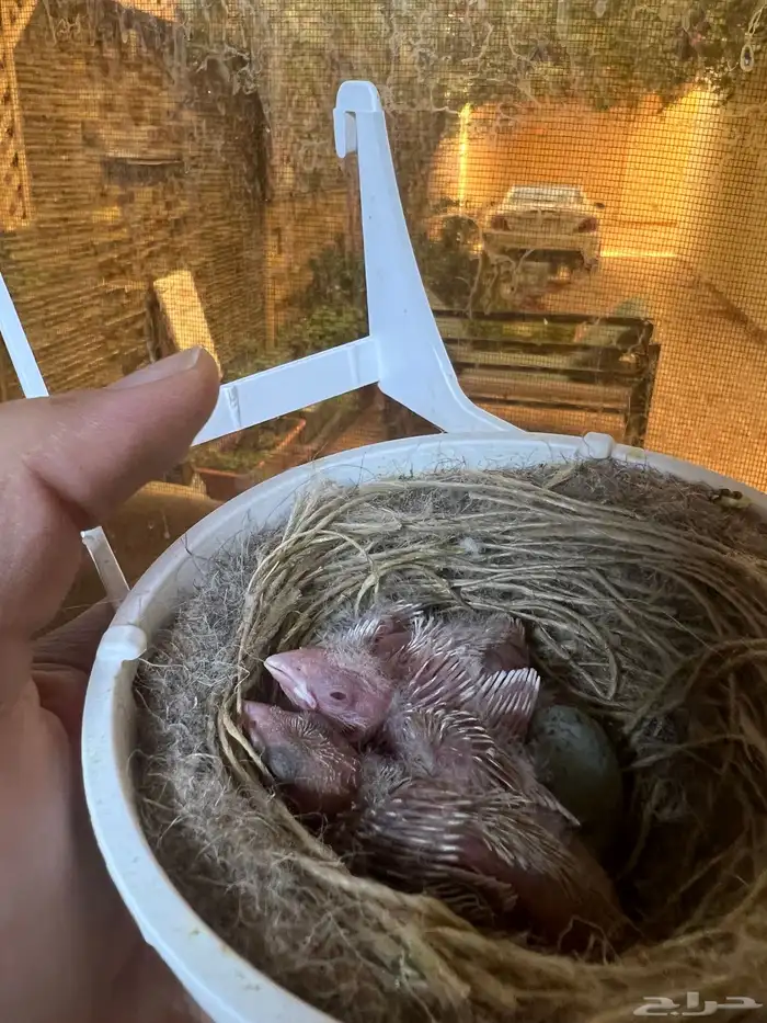 جوز كناري ستنايت مع فروخ 4