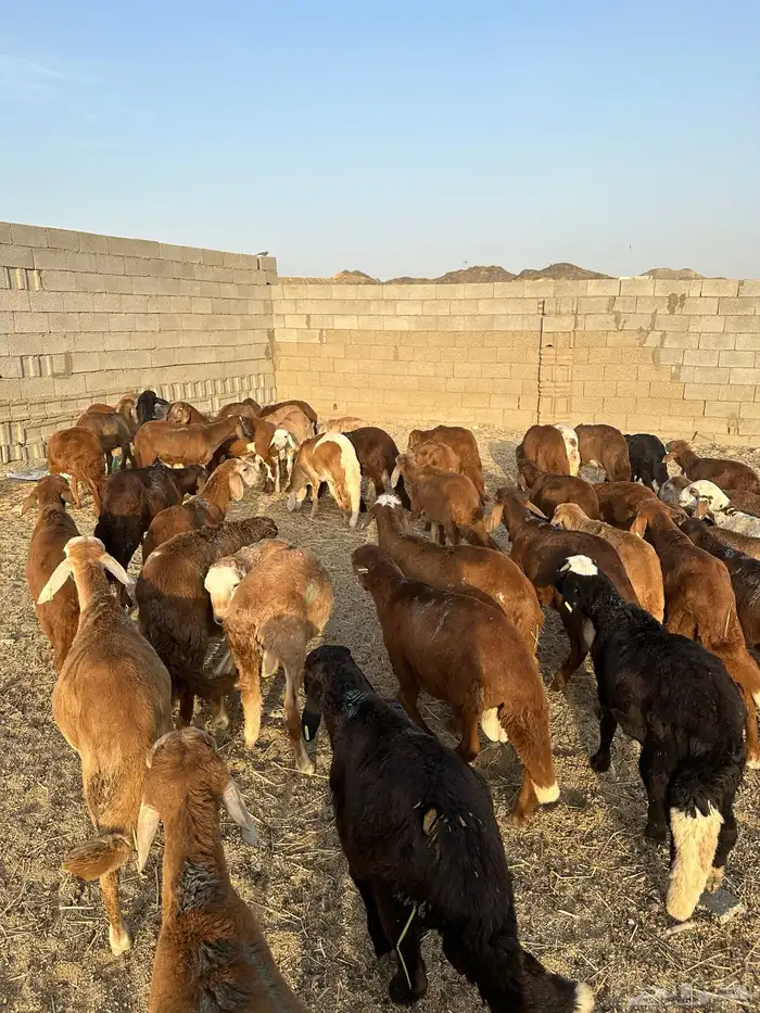 طليان سواكن حمري 0