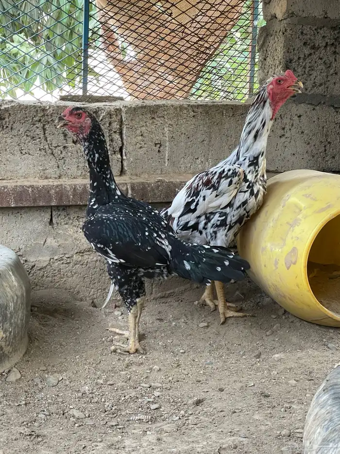 جوز سندي للبيع 5