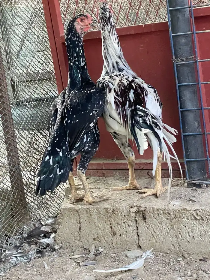 جوز سندي للبيع 3