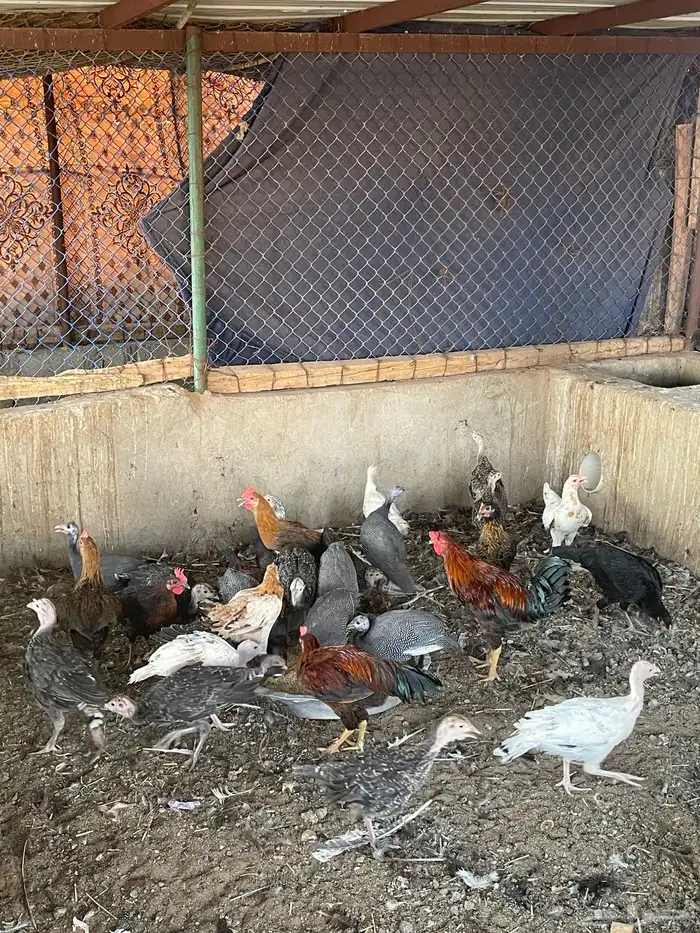 فروخ دجاج رومي وفروخ حبشي 1