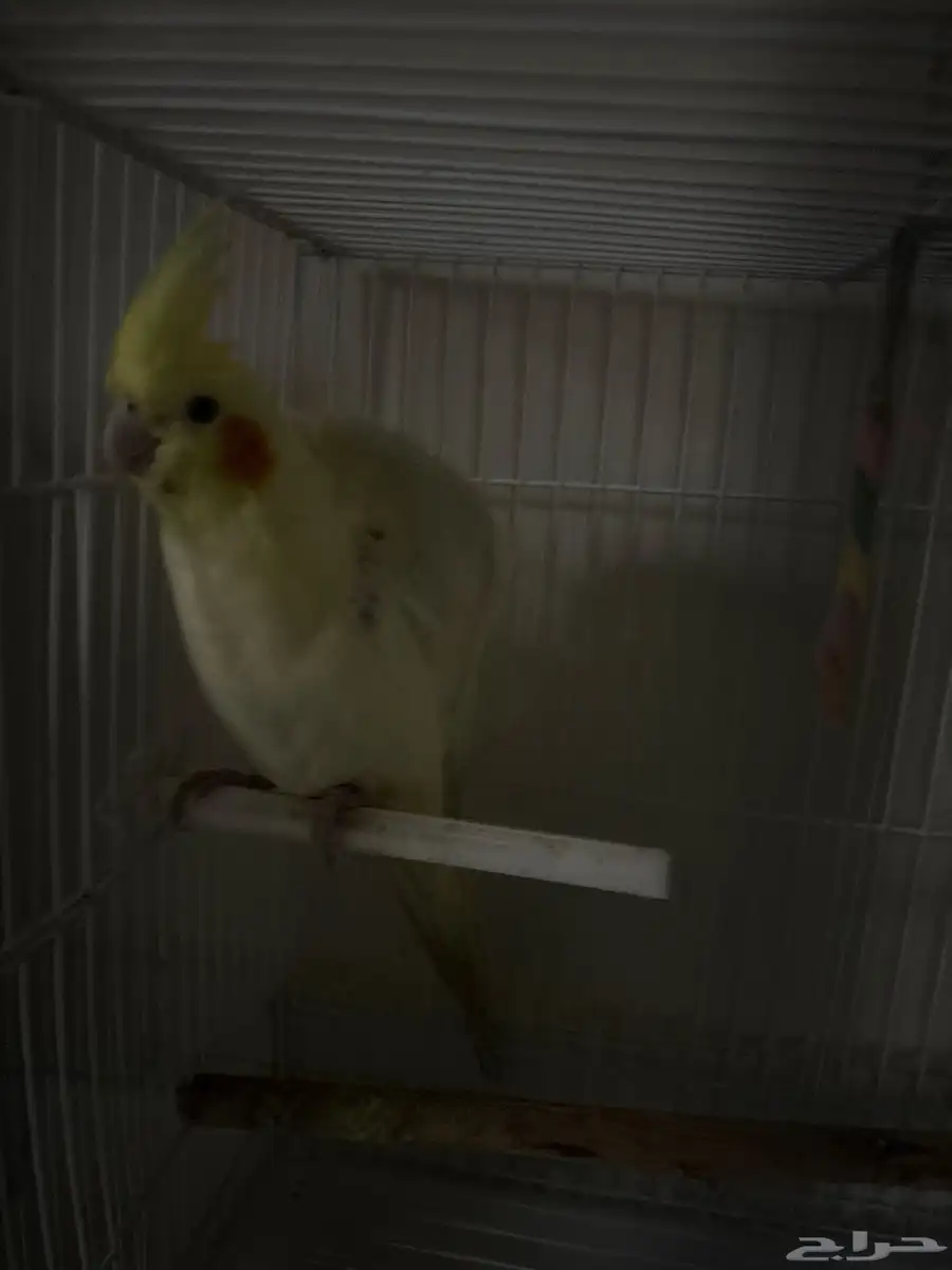 مروان أليف 3
