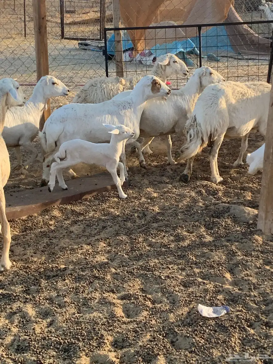 للبيع غنم حريات 7