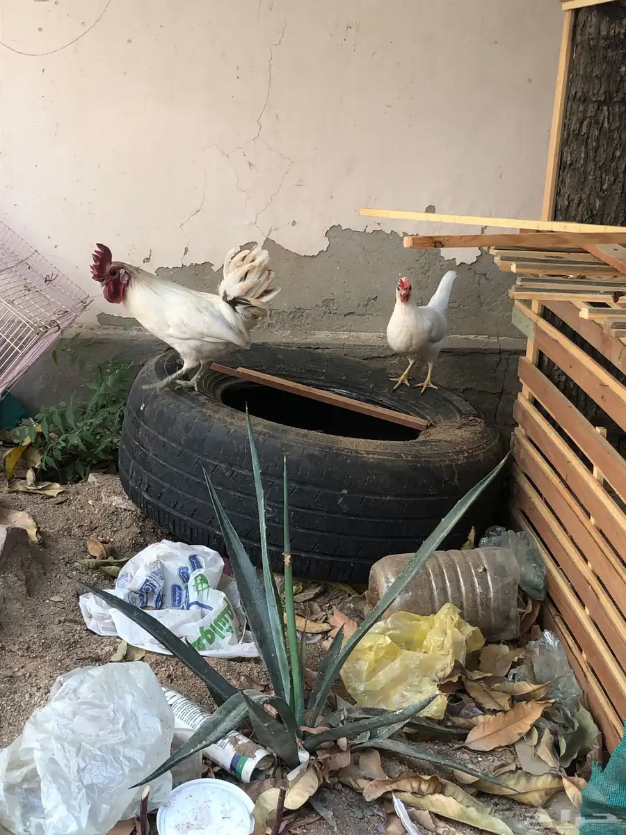 دجاج حباحب 0