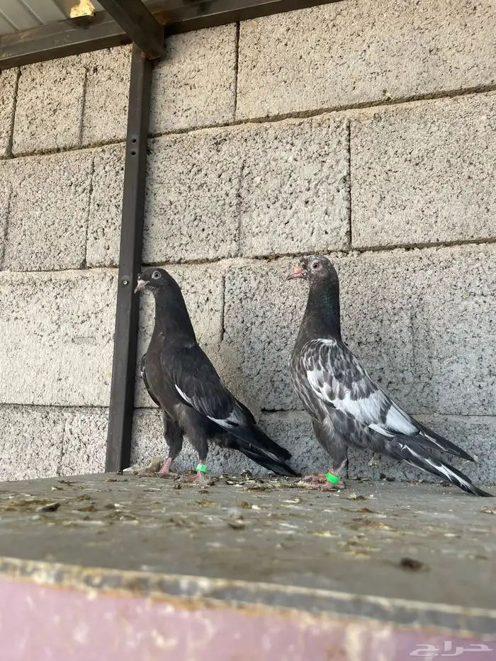 طبات رام بوري زيرا ( تم البيع ) 2