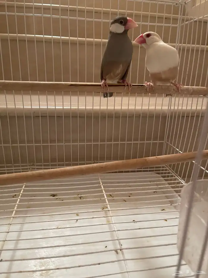 جوز جاوا منتج طفرة 4