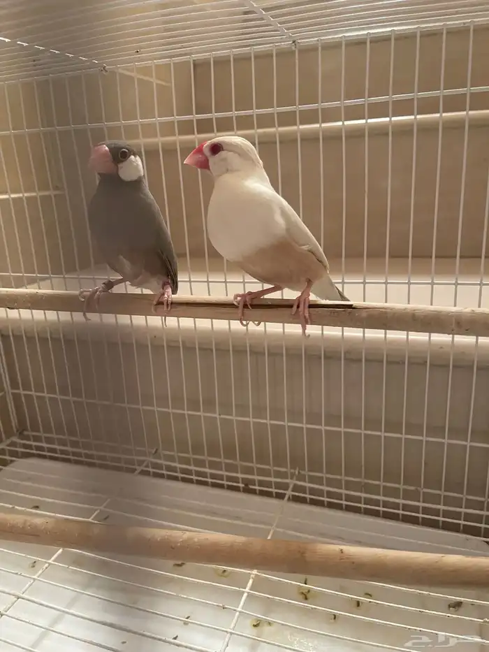 جوز جاوا منتج طفرة 0