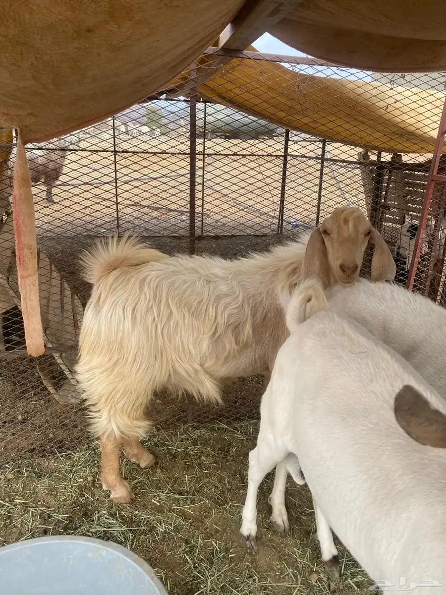 3 تيوس 9