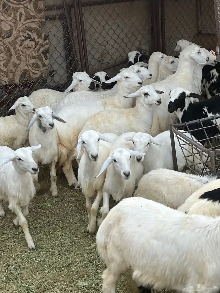 خرفان حريات فل شحم 1