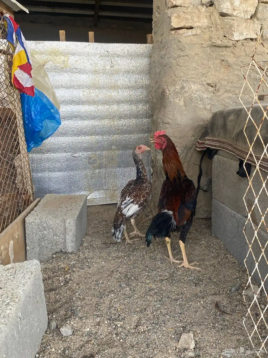 تم البيع 4