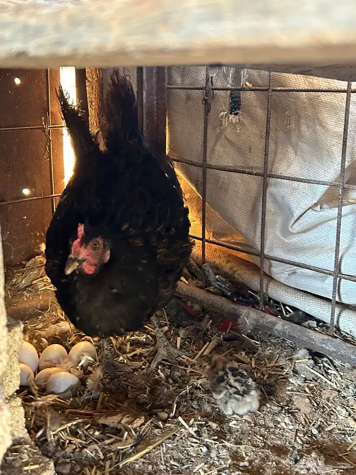 للبيع دجاج رجان على الشرط ومستويات عاليه 8