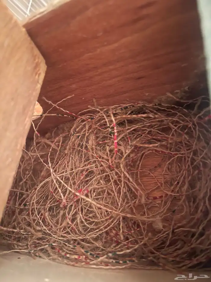 جوز جاوا منتج طفرة 10