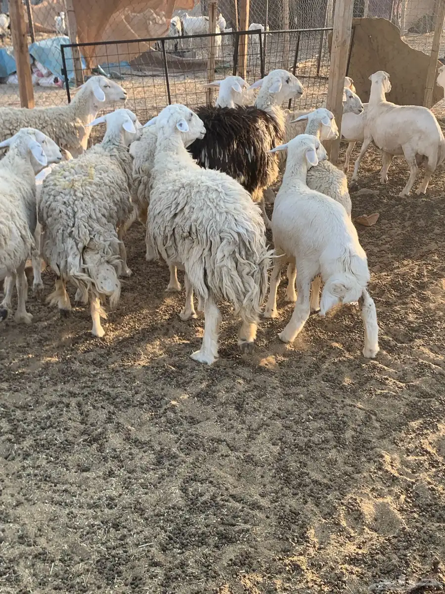 للبيع غنم حريات 3