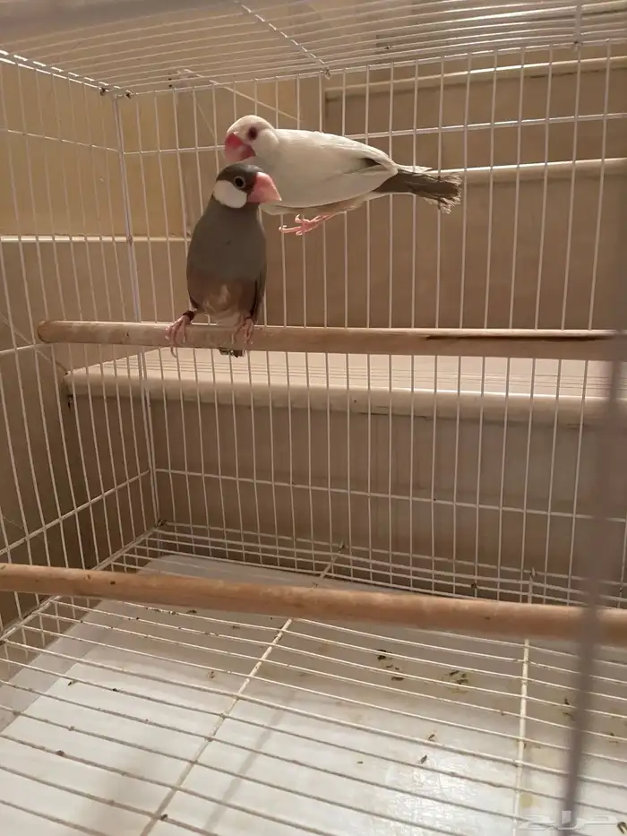 جوز جاوا منتج طفرة 1