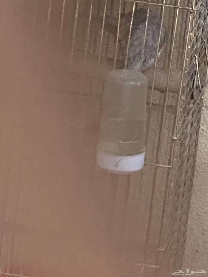 مجموعة طيور حب 5