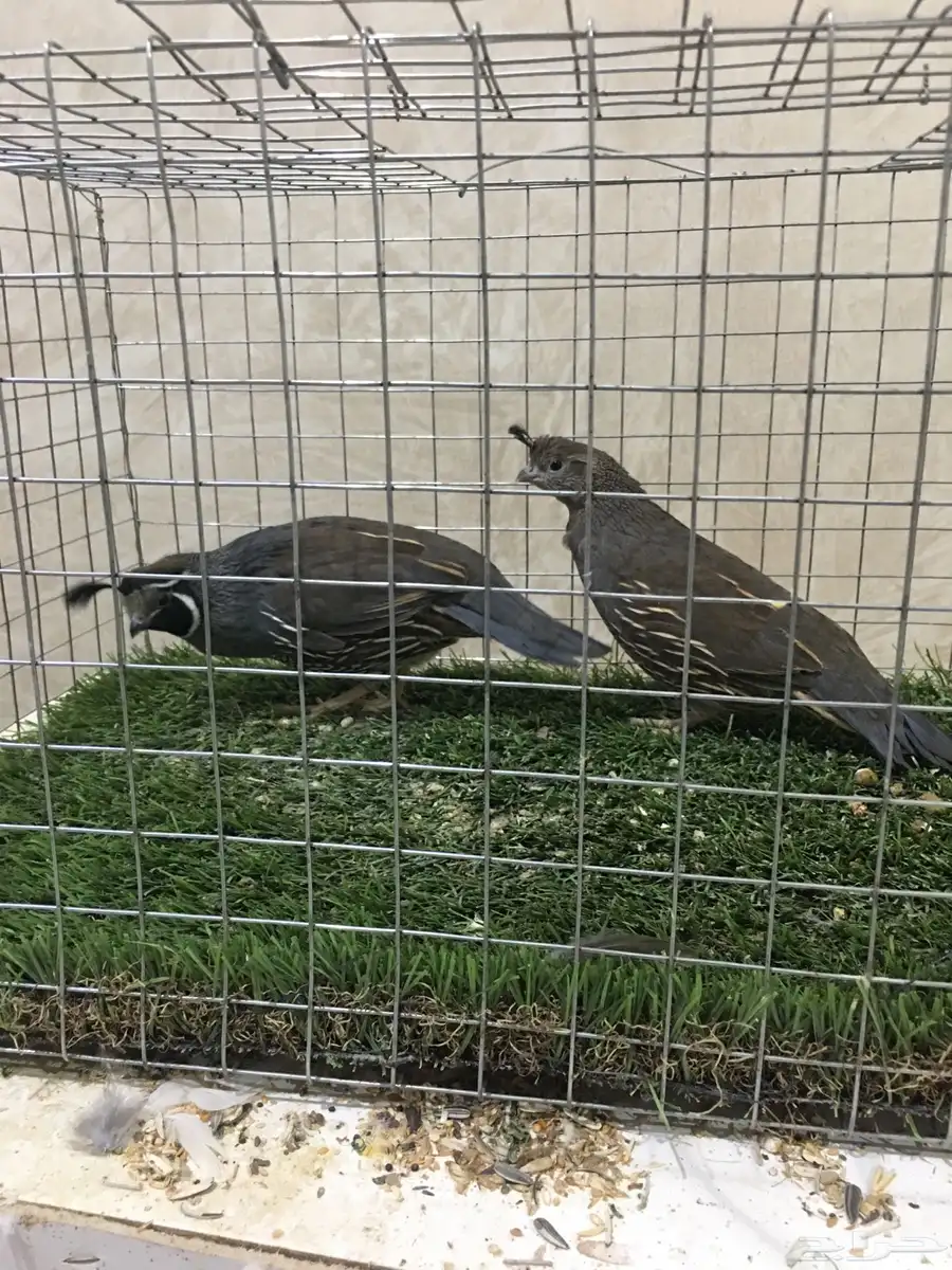 سمان كاليفورنيا 14