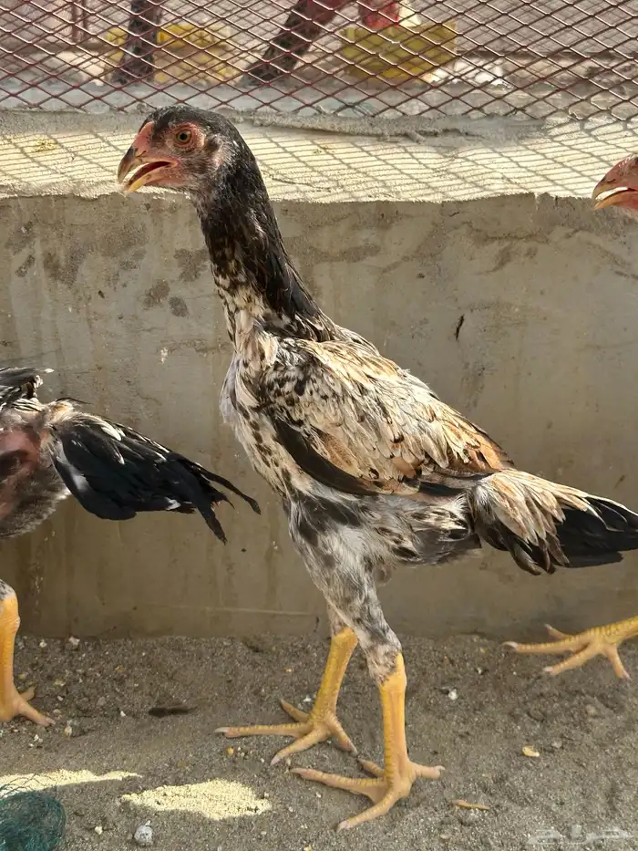 دجاج شامو 10