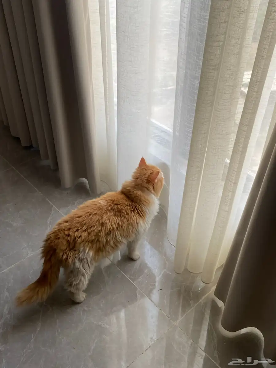 شيرازي قط ذكر 2