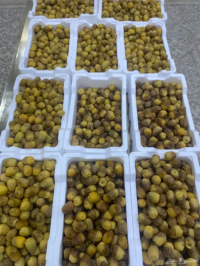 روثانه طازجه 3