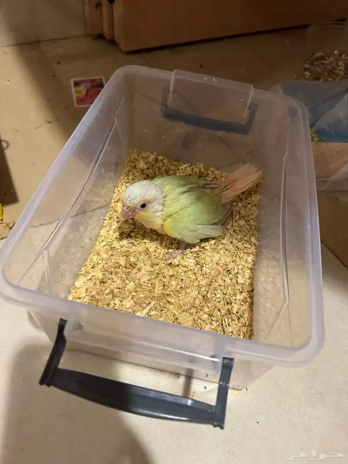 كنيور مون شيك تم البيع 1