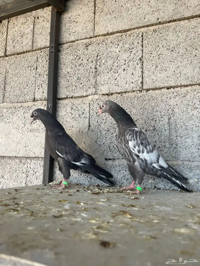 طبات رام بوري زيرا ( تم البيع ) 0