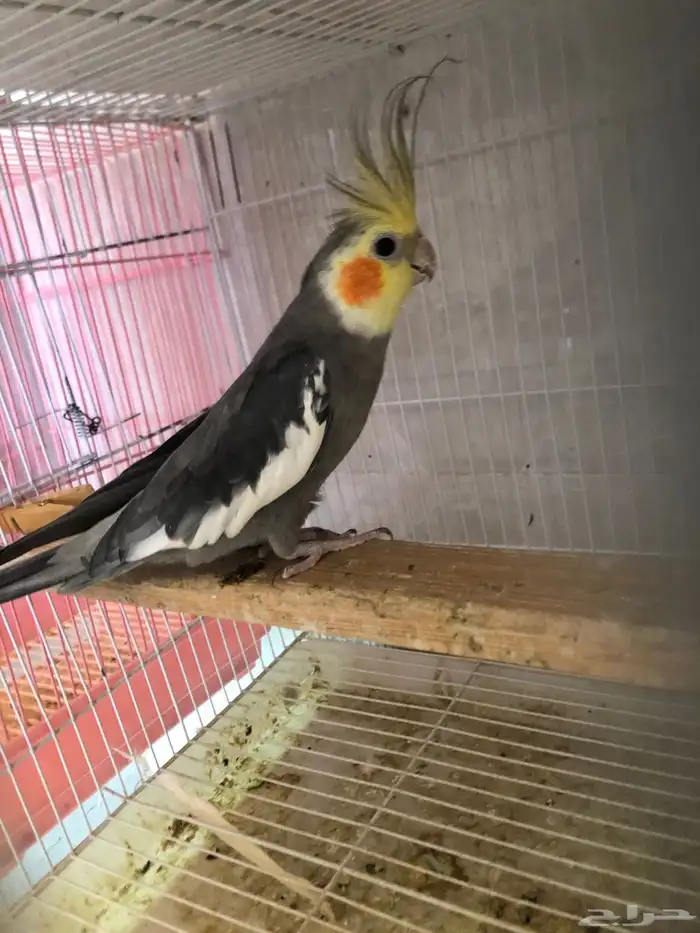 كروان متكلم و منتج (( تم البيع )) 2